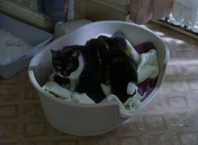 Cracker - To Be a Somebody - mama tuxedo cat and kittens in basket