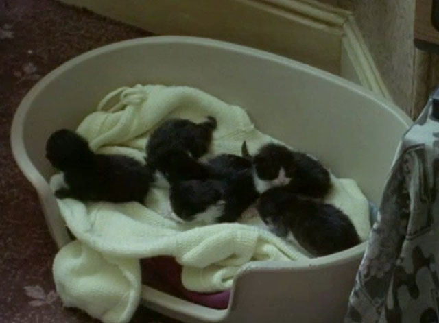 Cracker - To Be a Somebody - basket of tuxedo kittens