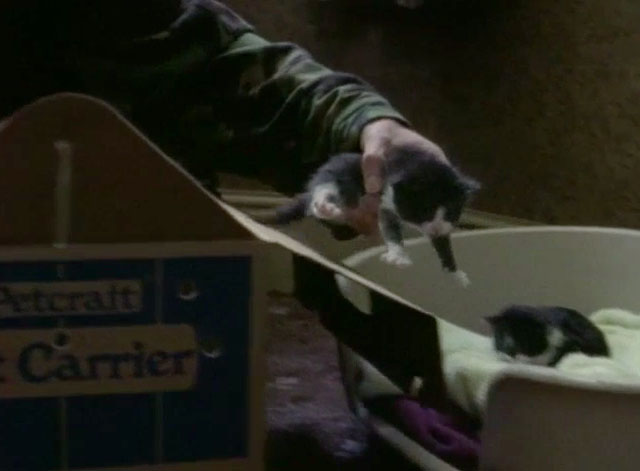 Cracker - To Be a Somebody - tuxedo kitten being placed into cardboard carrier