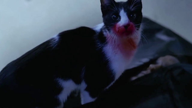 Crossing Jordan - Blue Moon - tuxedo cat with red around mouth