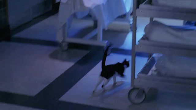 Crossing Jordan - Blue Moon - tuxedo cat running away