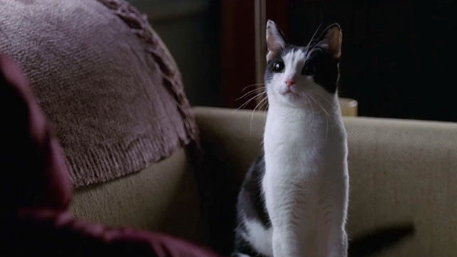 Crossing Jordan - Blue Moon - tuxedo cat on couch