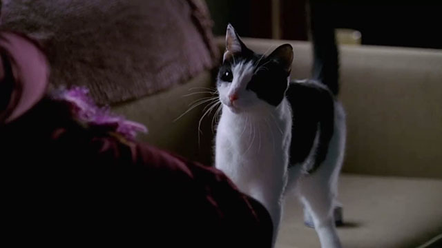 Crossing Jordan - Blue Moon - tuxedo cat on couch