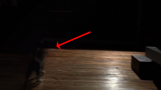 CSI: Crime Scene Investigation - Monster in the Box - gray cat running across floor