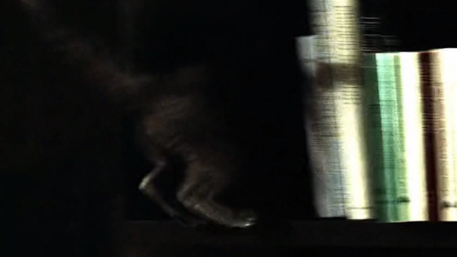 CSI: Crime Scene Investigation - Monster in the Box - gray cat walking behind books