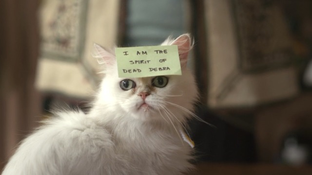 Cuckoo - Grandfather's Cat white Persian cat Floxsie with sticky note on head