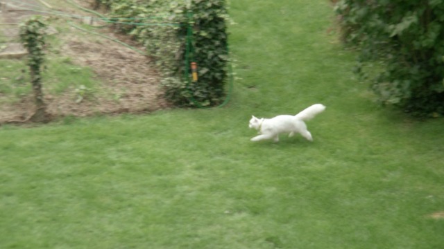 Cuckoo - Grandfather's Cat white Persian cat Floxsie running in yard