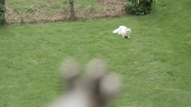 Cuckoo - Grandfather's Cat white Persian cat Floxsie in yard with rifle pointing