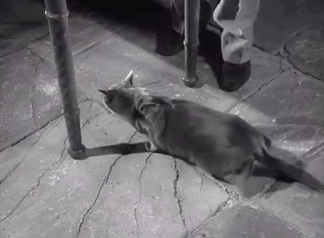 Danger Man - Judgement Day - gray cat on floor under table