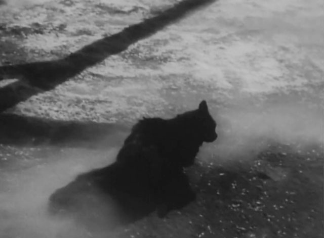 Daniel Boone - Daughter of the Devil - longhair black cat sitting on ground