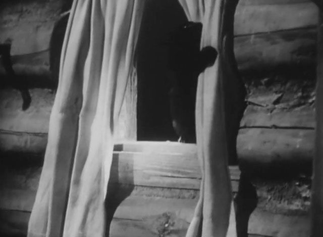 Daniel Boone - Daughter of the Devil - longhair black cat sitting on windowsill pawing at curtain