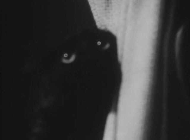 Daniel Boone - Daughter of the Devil - blurry close up of longhair black cat by curtain