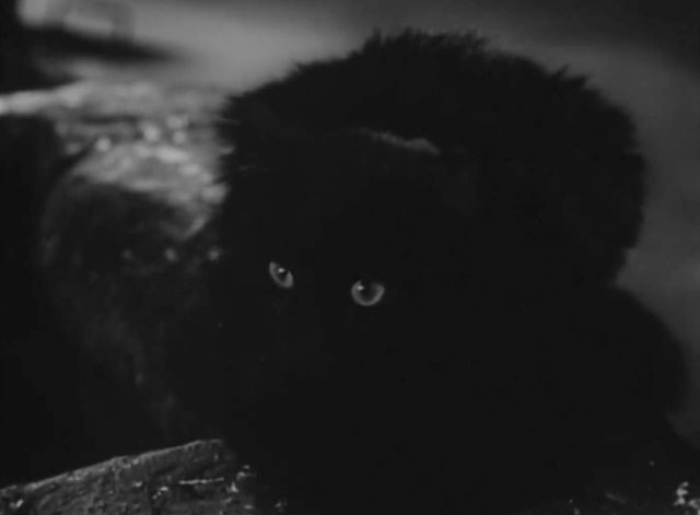 Daniel Boone - Daughter of the Devil - longhair black cat sitting outside