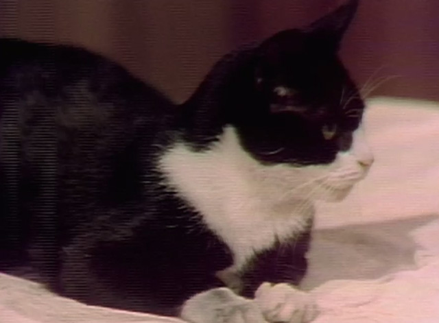 Dark Shadows - tuxedo cat on table