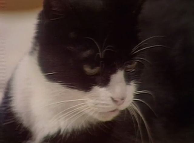 Dark Shadows - tuxedo cat close