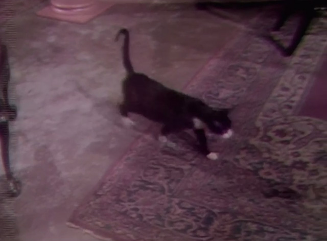 Dark Shadows - tuxedo cat enters room