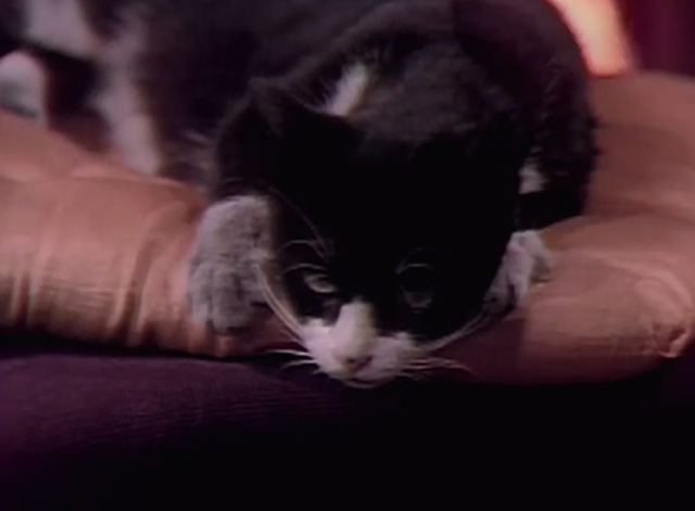 Dark Shadows - tuxedo cat on cushion