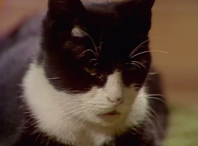 Dark Shadows - close of tuxedo cat