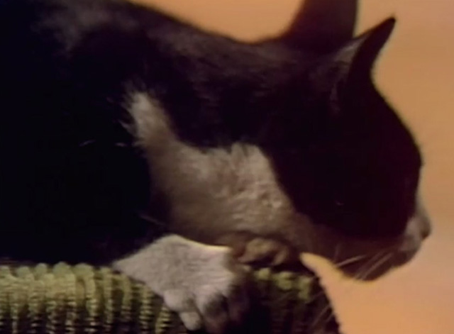 Dark Shadows - tuxedo cat profile