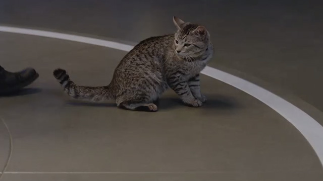 DC's Legends of Tomorrow - Legends of To Meow Meow - Zari as a tabby cat on floor