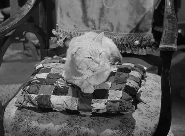 Death Valley Days - Faro Bill's Layout - ginger cat Orangey Minerva sitting on chair