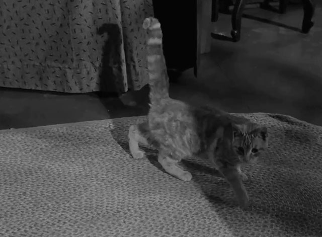 Death Valley Days - Faro Bill's Layout - ginger cat Samantha Orangey after exiting closet