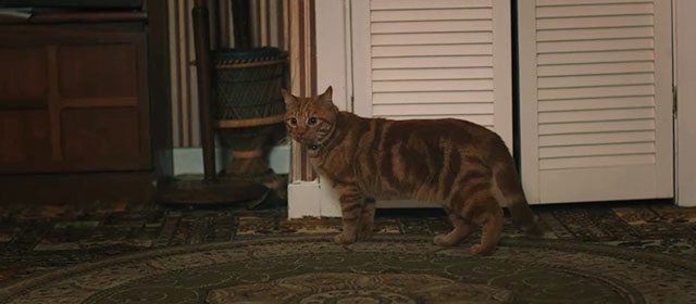 Derry Girls - The Night Before - ginger tabby cat Seamus standing in room