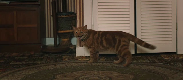Derry Girls - The Night Before - ginger tabby cat Seamus meowing in room