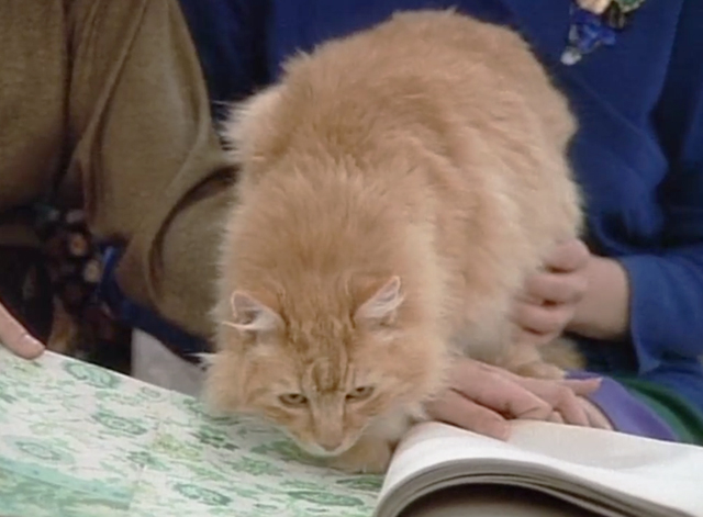 Designing Women - Mr. Bailey - long haired ginger tabby cat looking at wallpaper samples