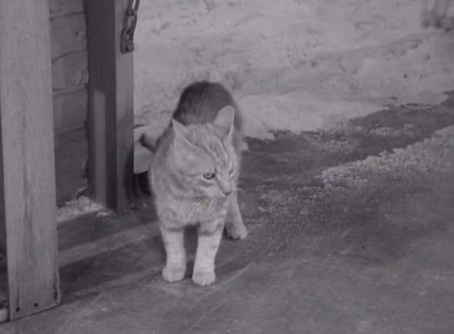 The Many Loves of Dobie Gillis - Jangle Bells orange tabby cat enters garage