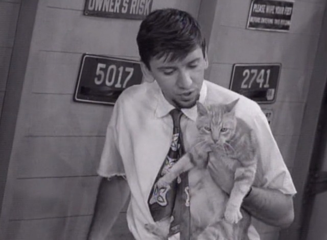 The Many Loves of Dobie Gillis - Jangle Bells orange tabby cat picked up by Maynard