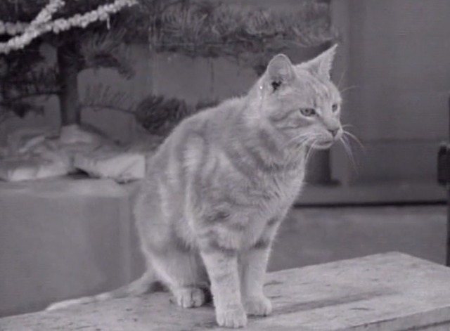 The Many Loves of Dobie Gillis - Jangle Bells orange tabby cat sitting on box