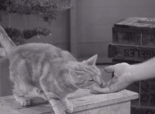 The Many Loves of Dobie Gillis - Jangle Bells orange tabby cat petted by Maynard