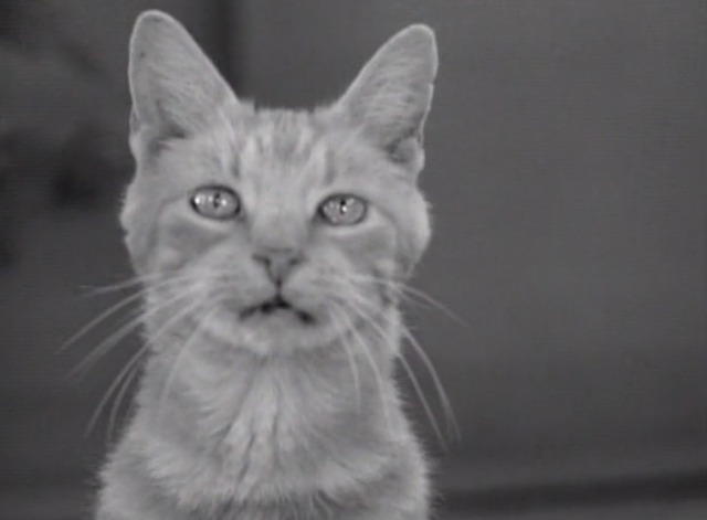 The Many Loves of Dobie Gillis - Jangle Bells orange tabby cat close up