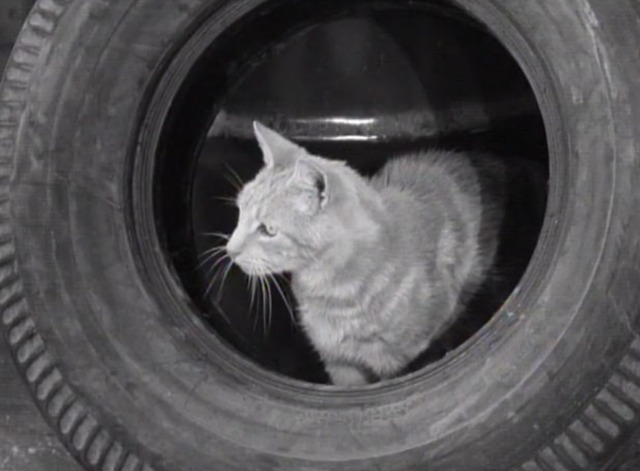 The Many Loves of Dobie Gillis - Jangle Bells orange tabby cat sitting inside tire