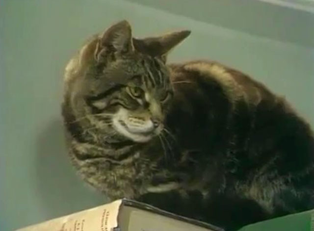 Doctor in Charge - A Man's Best Friend is his Cat - tabby cat Thomas on books on top of cabinet