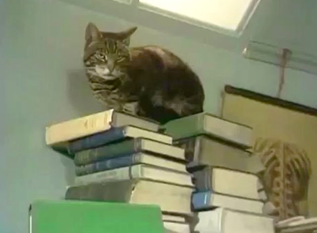 Doctor in Charge - A Man's Best Friend is his Cat - tabby cat Thomas on pile of books on cabinet