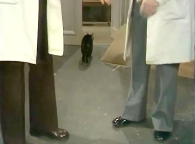 Doctor in Charge - A Man's Best Friend is his Cat - tabby cat Thomas walking out of room