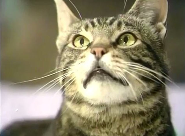 Doctor in Charge - A Man's Best Friend is his Cat - close up of confused brown tabby cat
