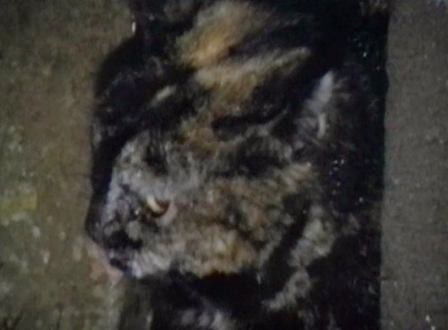 Doctor Who - Daemons Episode One - tortoiseshell cat Noakes close up
