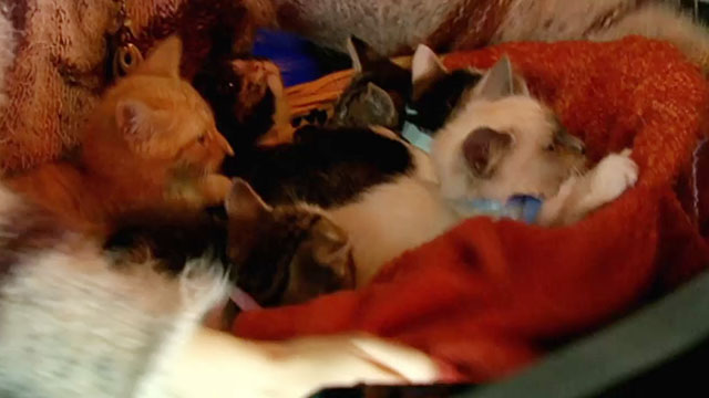 Doctor Who - Gridlock - basket of kittens