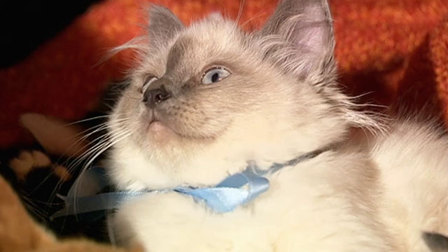 Doctor Who - Gridlock - blue point kitten looking up at sun