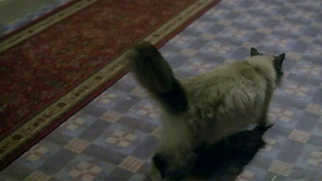 Doctor Who - The Lodger - longhair seal point cat approaching stairs