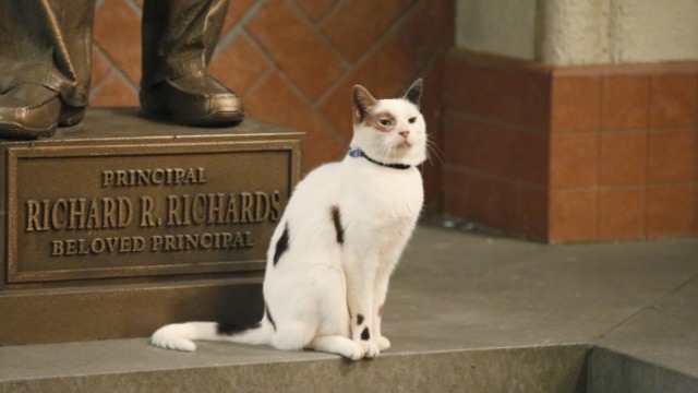 cat actor Frosty as Stan outside of school