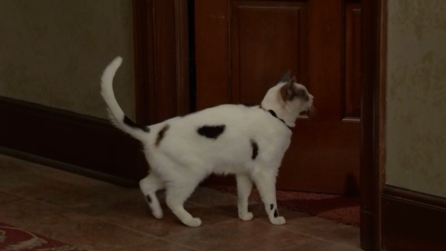 cat actor Frosty as Stan entering Avery's room