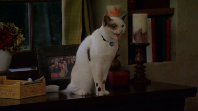 cat actor Frosty as Stan trying to speak