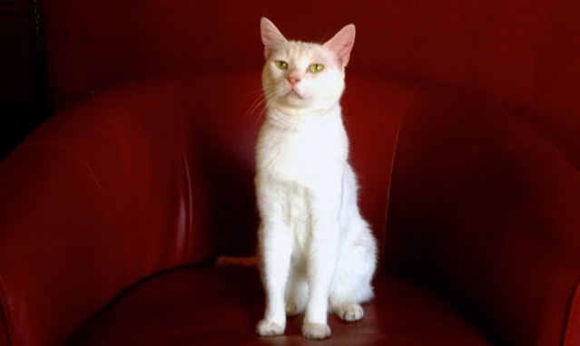 publicity photo of cat actor Frosty