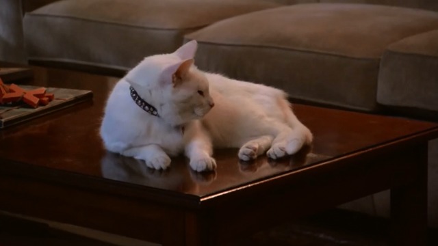 Dog With a Blog - Love Ty-Angle - white cat Whiskers Frosty on table