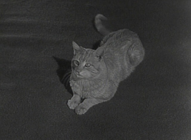 Donna Reed - Cool Cat Orangey as Harry