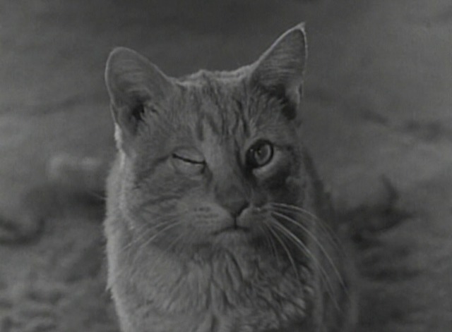 Donna Reed - Cool Cat Orangey as Harry winking
